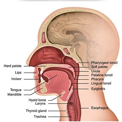 Detailed anatomy of the human throat